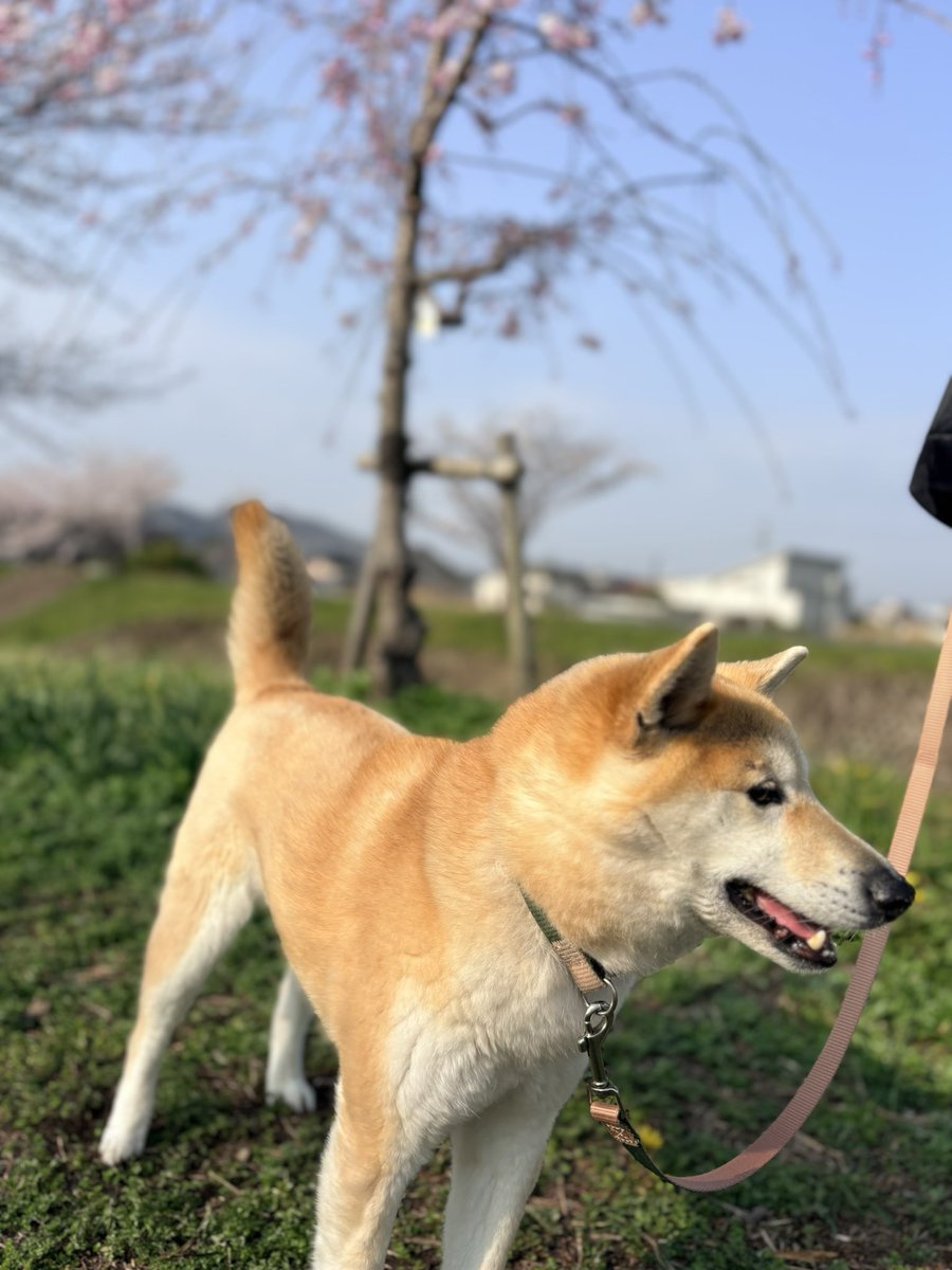 4/6(月) OPEN
10:00-15:00

昨日は界隈お祭りで賑わってまして
バタバタで営業のご案内しないまま終わってました🙏

本日も営業してます。
ご来店お待ちしてます◯