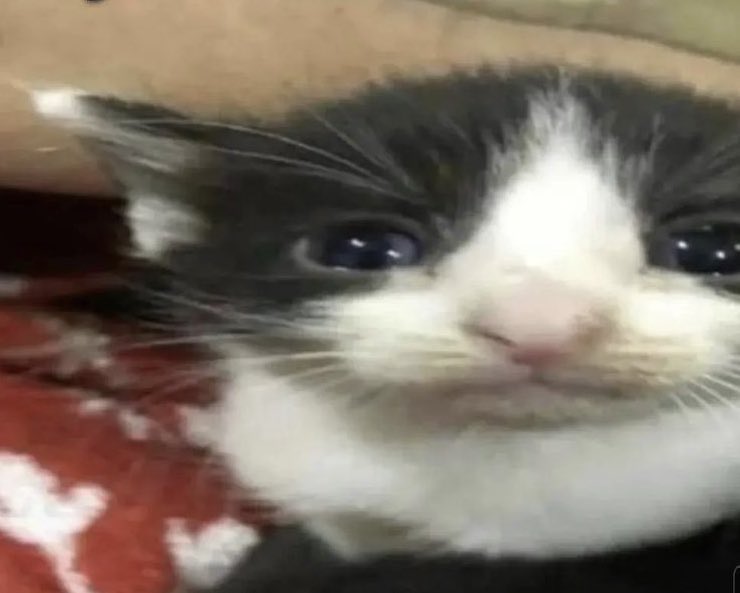 Dall | 🧸 Femboy Doll VTuber 🧵 tweet media