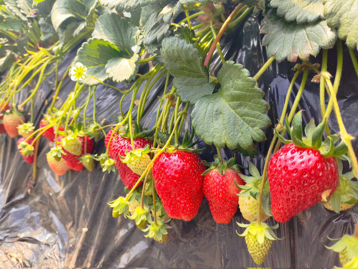 TJrSTC's tweet photo. 4/3(金)春休み企画 いちご🍓狩り＆テニスツアー
ずっと雨が続いていたけどこの日だけ快晴☀甘〜い苺🍓をお腹いっぱい食べて、ゆかりの森でランチピクニック。その後は満開の桜の下でコーチとテニスを楽しみました。 
#つくば市地域クラブ #ソフトテニス #ジュニアソフトテニ https://t.co/PTOxJIlkZs