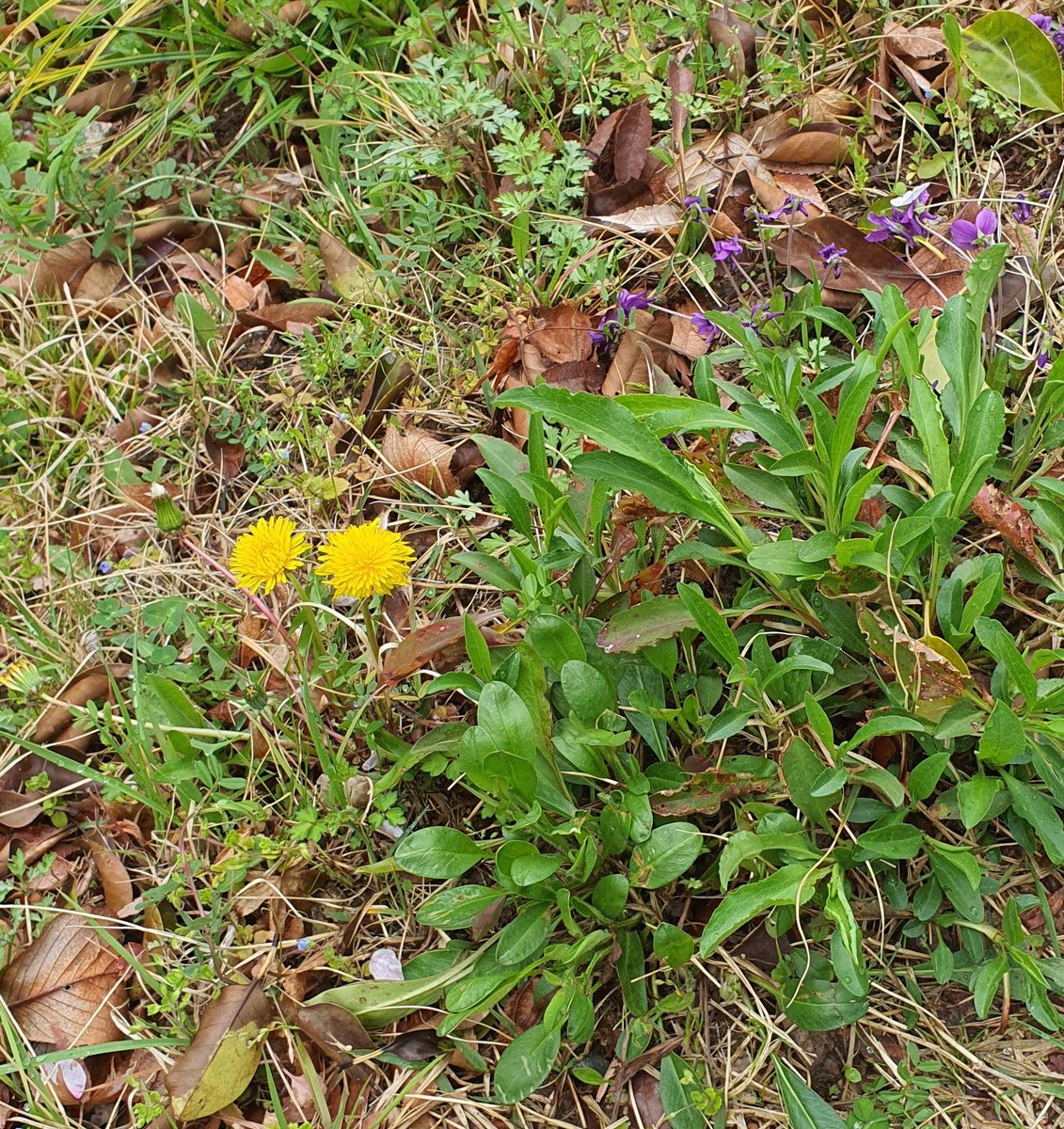 오스칼프랑스와드자르제 tweet media