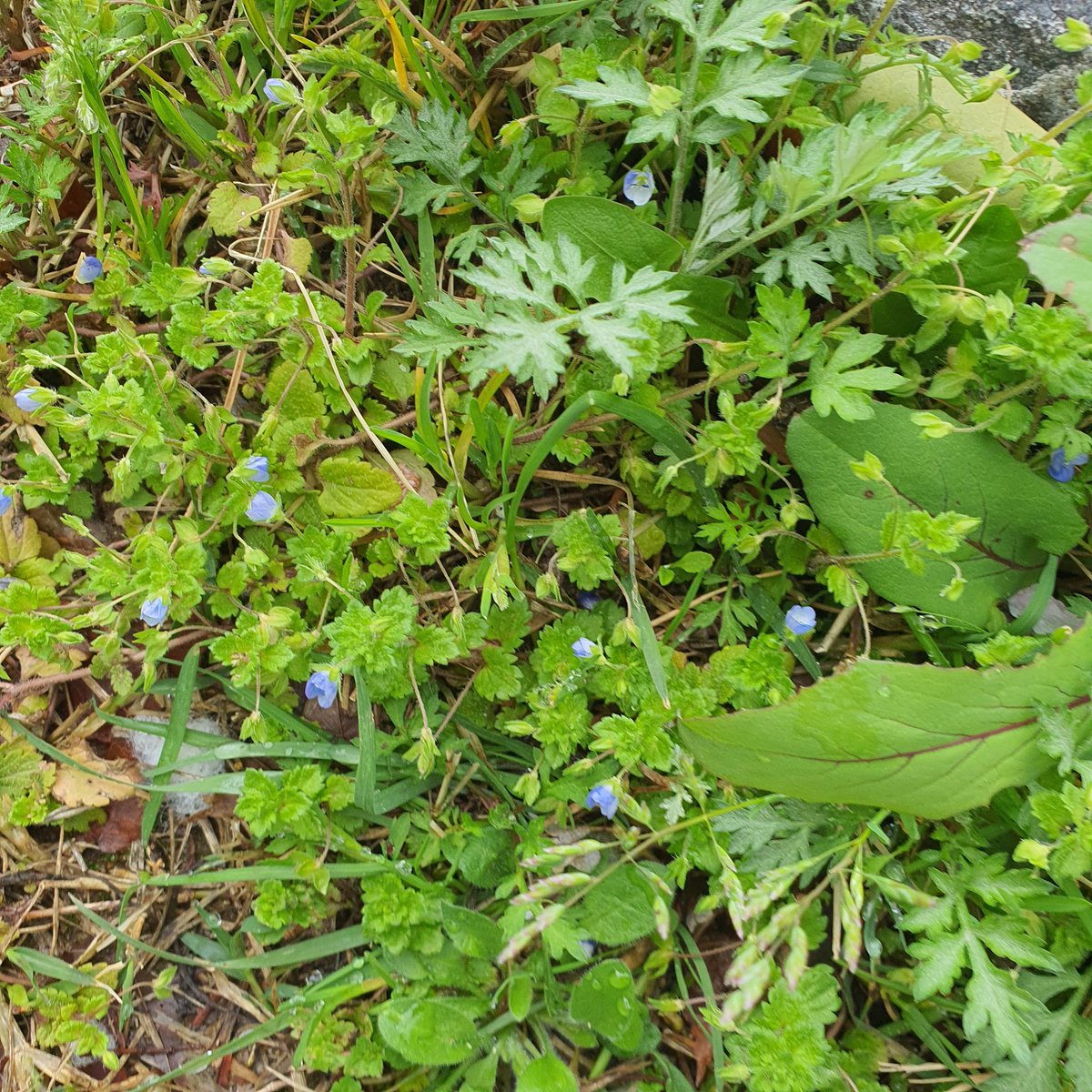 오스칼프랑스와드자르제 tweet media