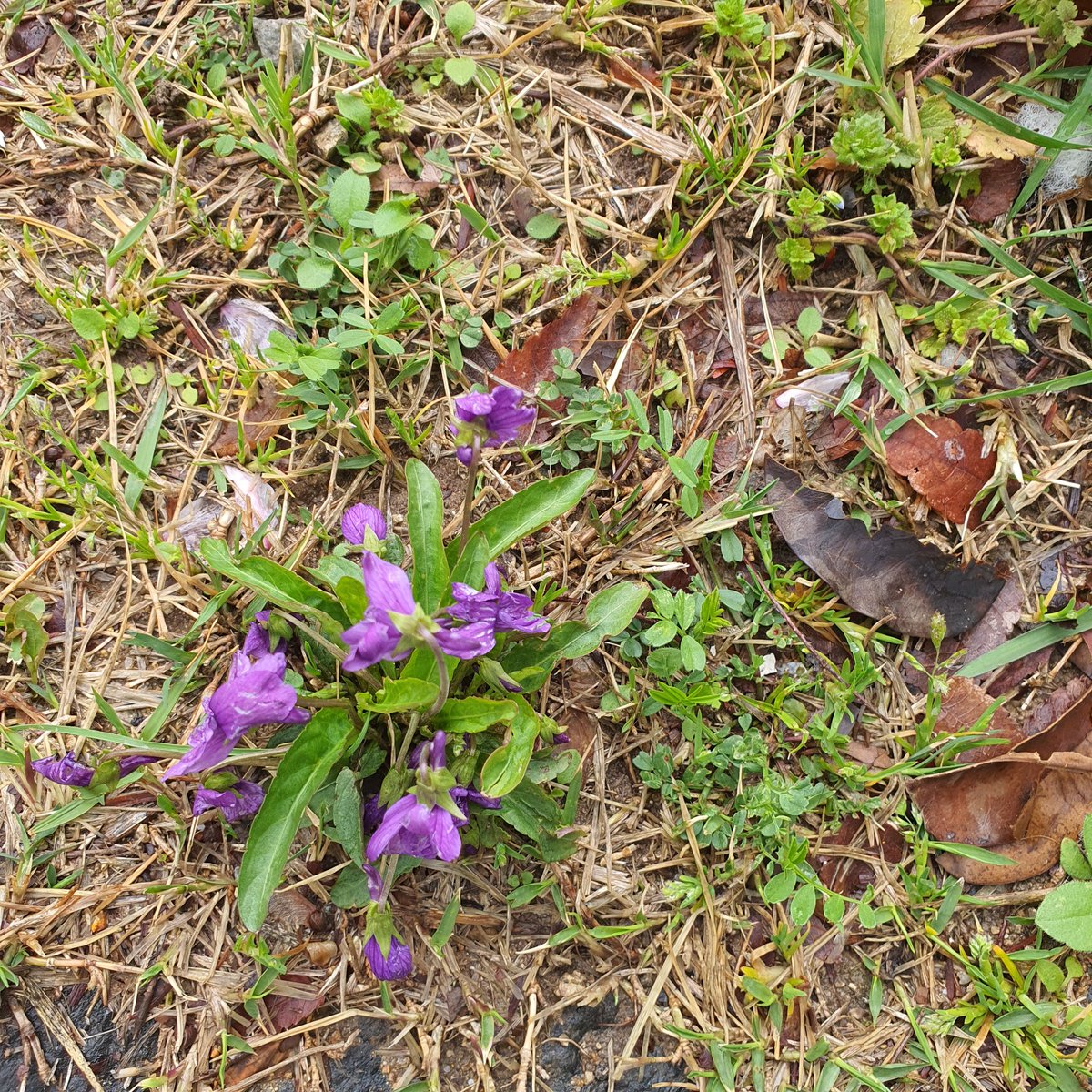 오스칼프랑스와드자르제 tweet media