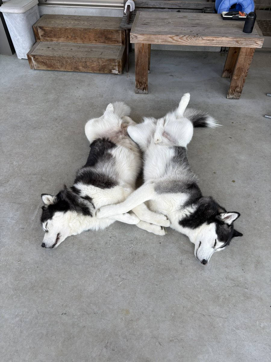 はい今日も仲イイ〜
#シベリアンハスキー