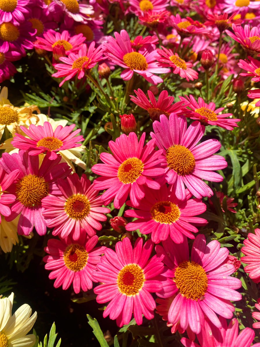 colorfulstaff's tweet image. 天気よし！気分よし！
…と言いたいところだけど、
目だけまだ花粉フィルター継続中（涙目

そんなこんなで今週もスタート！

小さなハッピーは前のめりで拾っていきましょう🙌🏻
#カラフル な一日を🌈

#COLORful