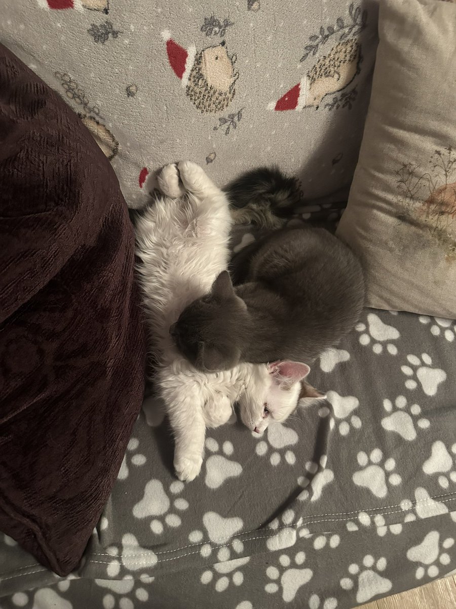 OdinFFXIV's tweet photo. New additions to the family https://t.co/B8ogVn2u12