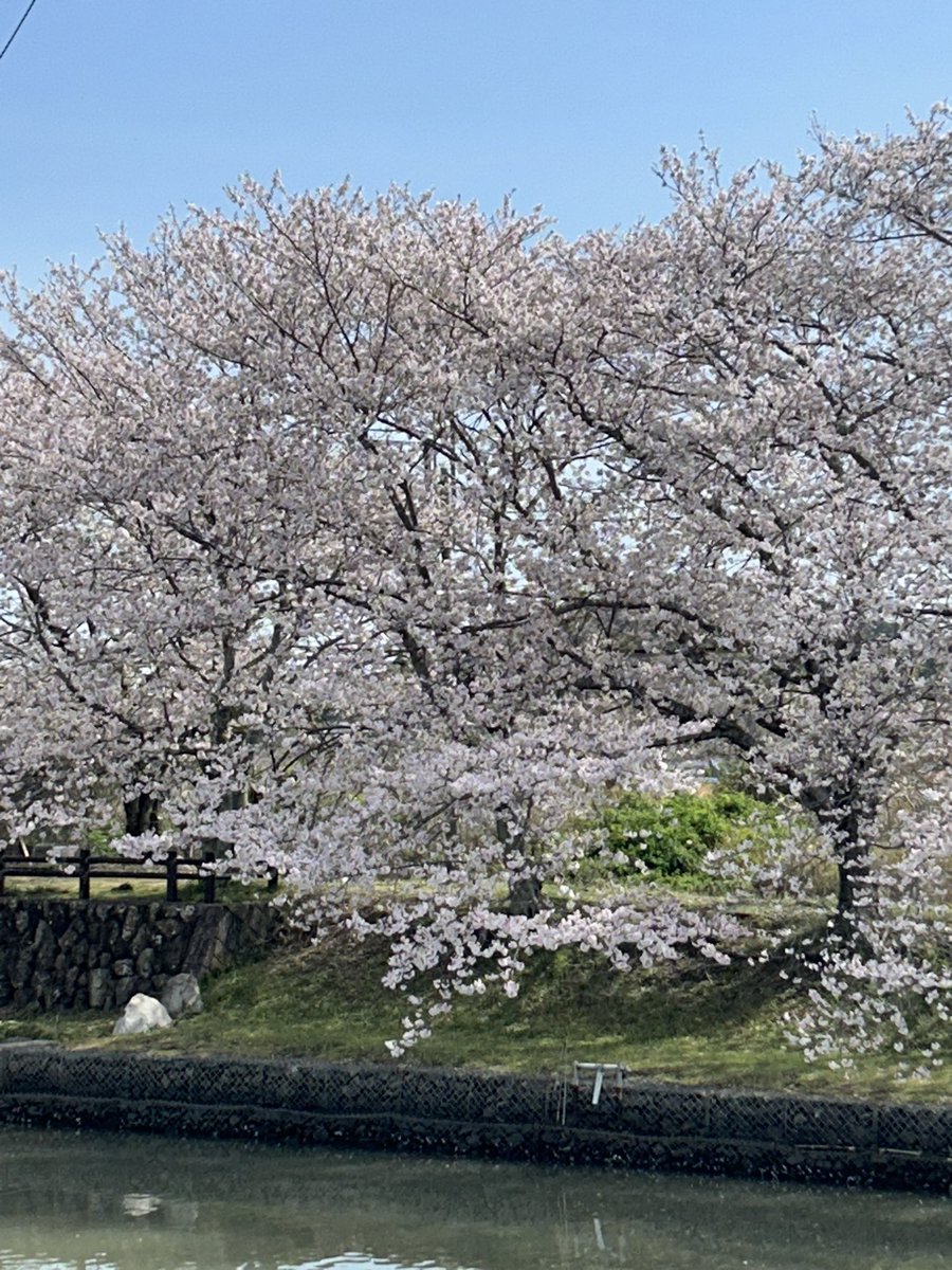 ひろぼん tweet media