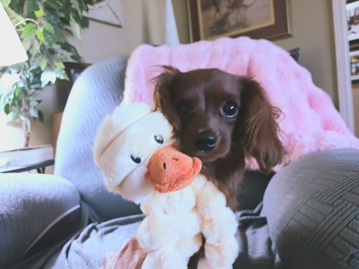 Penny and I trust you and yours had a wonderful and blessed Easter. Lily Mae got some nice gifts from the Bunny, including a new friend named Quackers