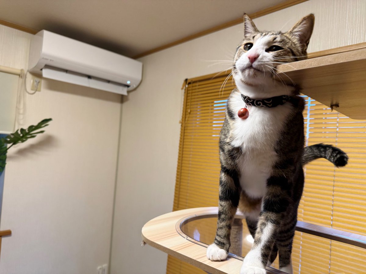 Kamui_310 tweet media