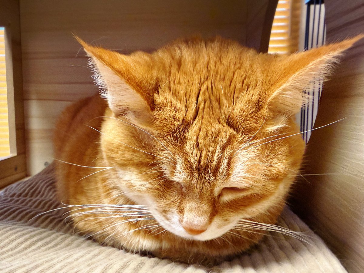 Kamui_310 tweet media