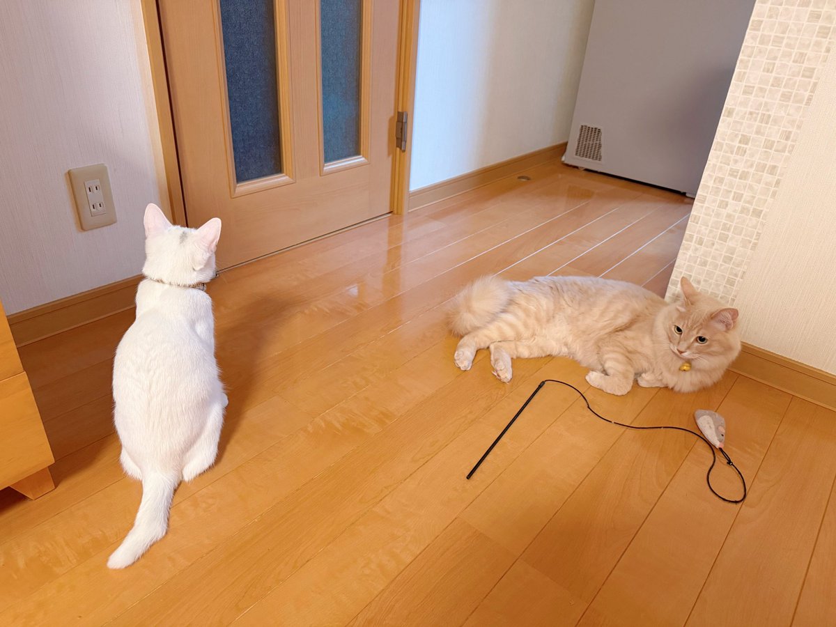 Kamui_310 tweet media