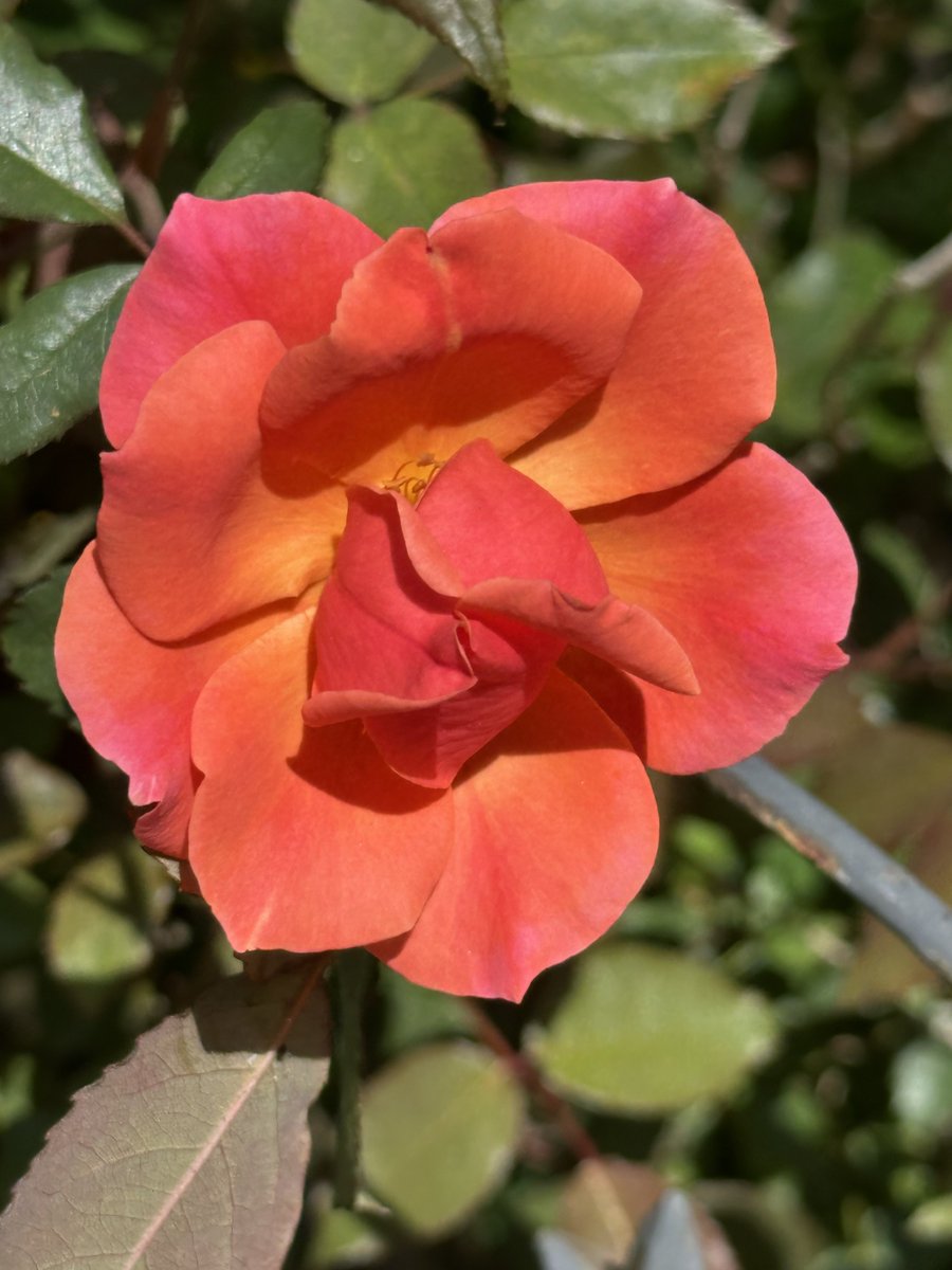 Patrick Skinner tweet media