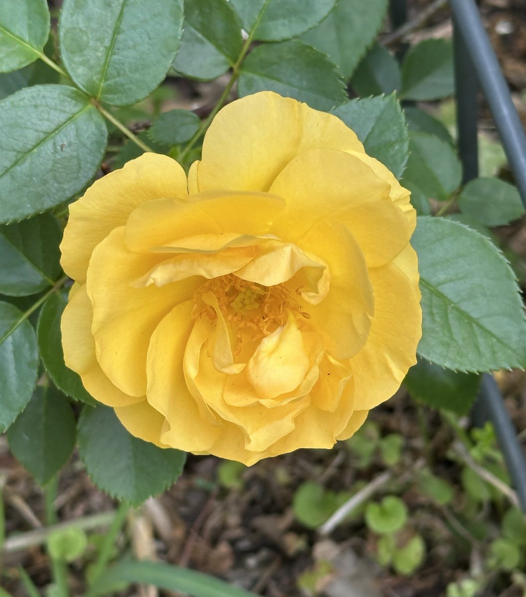 Patrick Skinner tweet media