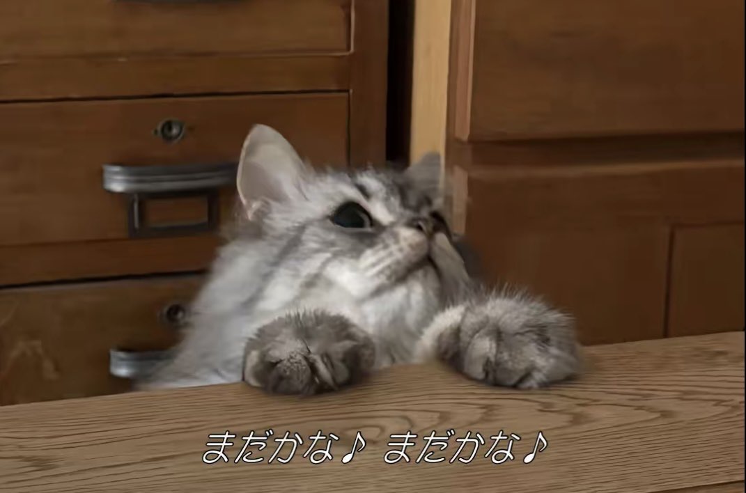 長毛アメショと短毛アメショ tweet media