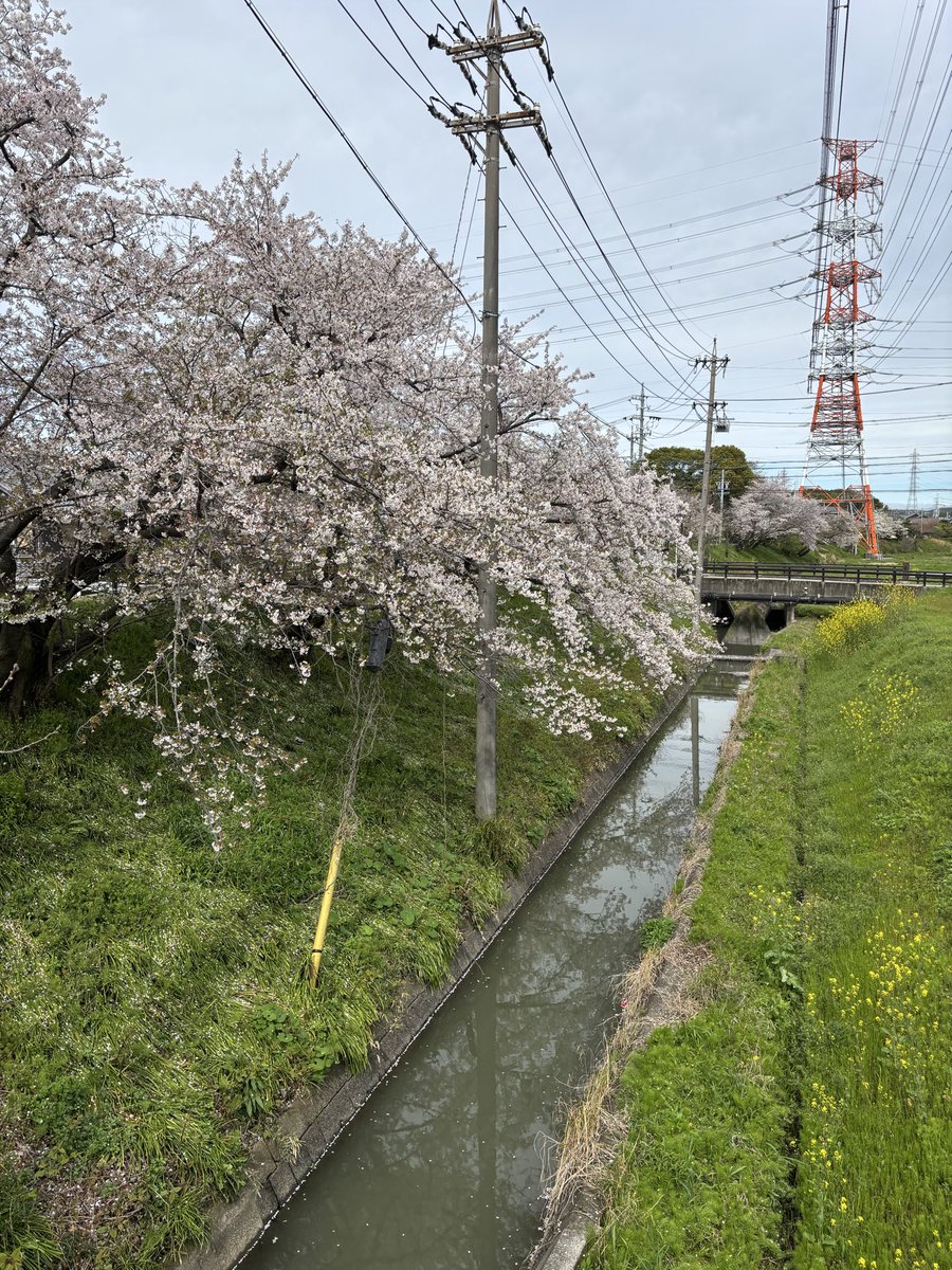 Matango®︎（マタンゴ） tweet media