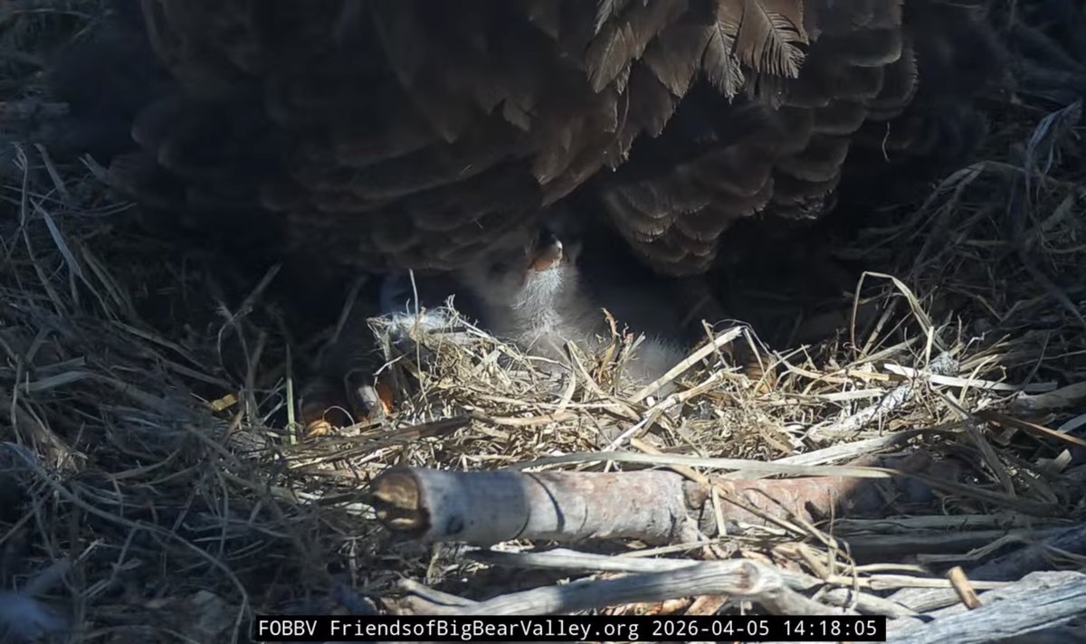 SourdoughSusie's tweet photo. the baby eagles have hatched at Big Bear, California
#FriendsOfBigBearValley.org https://t.co/BXyjR3GwB7