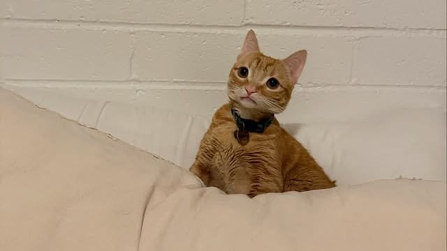 Earth tweet media