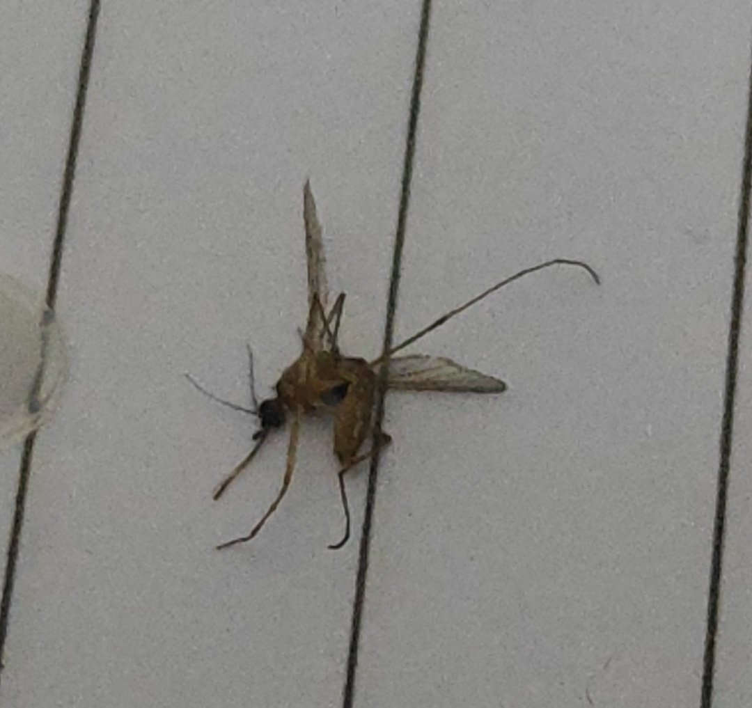 sash 🌊 ⁴⁸¹ ⁴¹ OSC DAY :) ᴸᴺ¹ tweet media