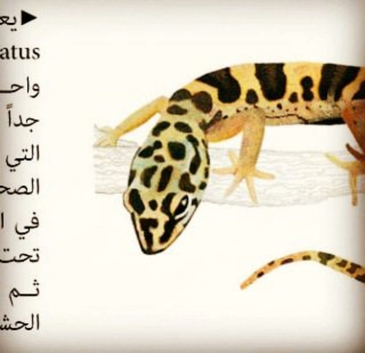 6UUO6's tweet photo. شركة نظافة عامة بالرياض 
غسيل كنب موكيت مجالس سجاد ستائر مساجد خزانات المياه بالرياض 
مكافحة حشرات بالرياض 
رش مبيــــــــــدات الحشرات بالرياض 
مكافحة النمل الابيض رش الدفان معالجة القارضه الصراصير الفئران البق الجراد البعوض البرص النامس الحمام الوزغ النحل العناكب بالرياض بالخرج https://t.co/J4GdFVWXBE