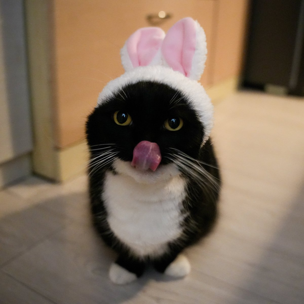 I'm Uni :3 tweet media