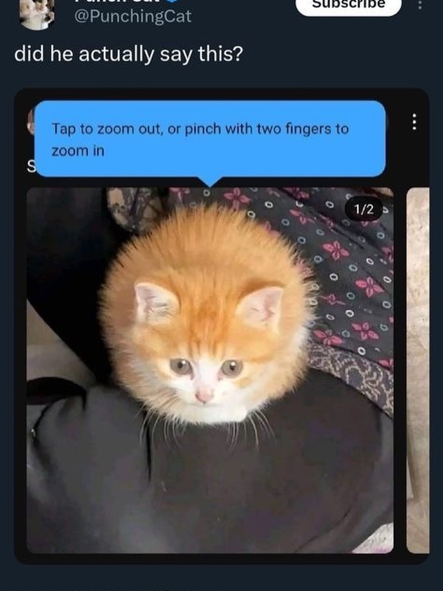 brainrot dimension tweet media