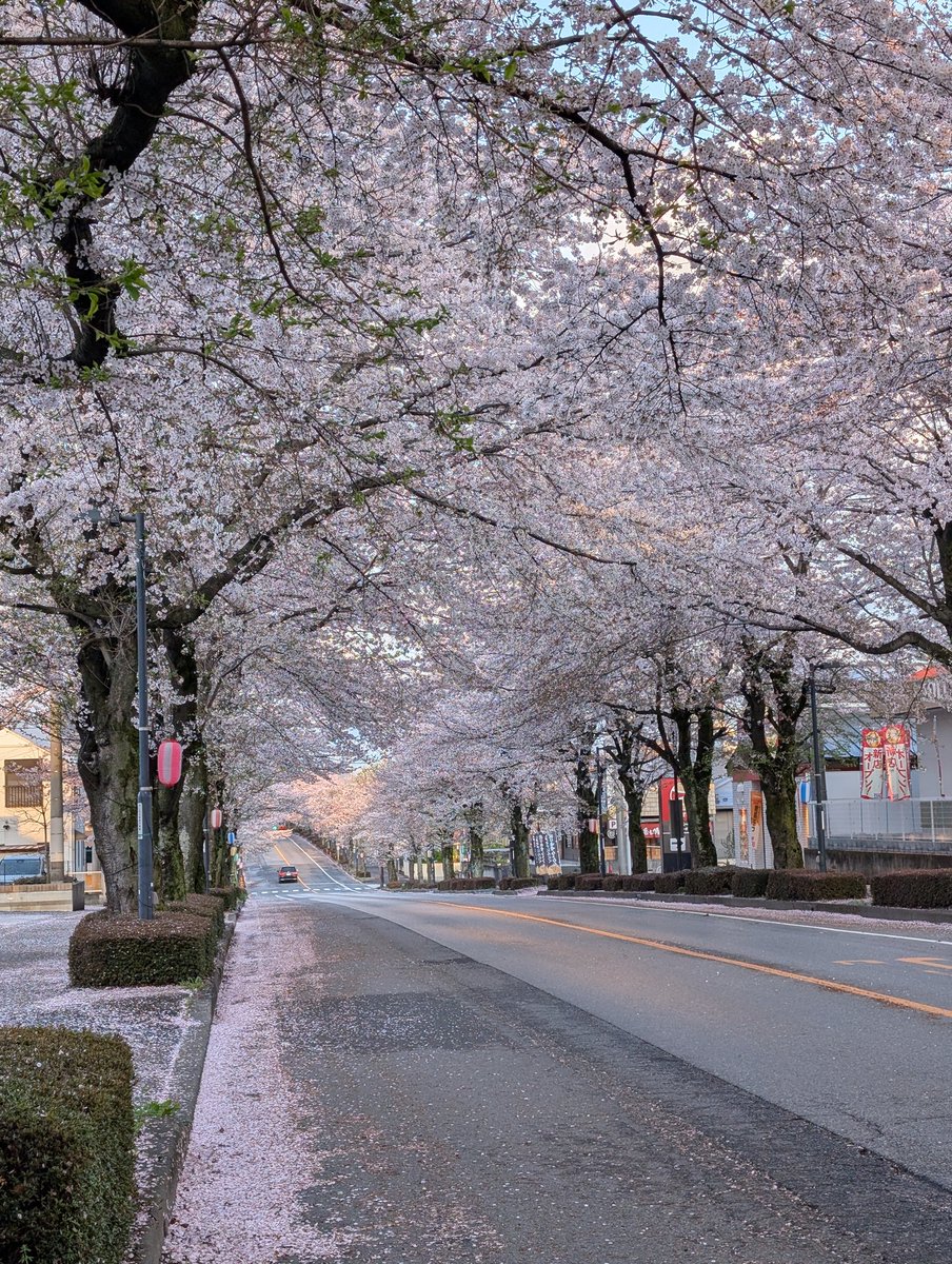 今朝の美しすぎる桜並木
花びらが歩道に散り雪の様です。💮💮💮
#鹿沼市
#桜並木