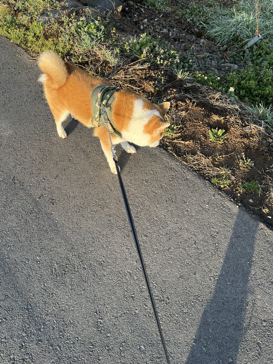 ユダ‼️と、柴犬りゅう🐕 tweet media