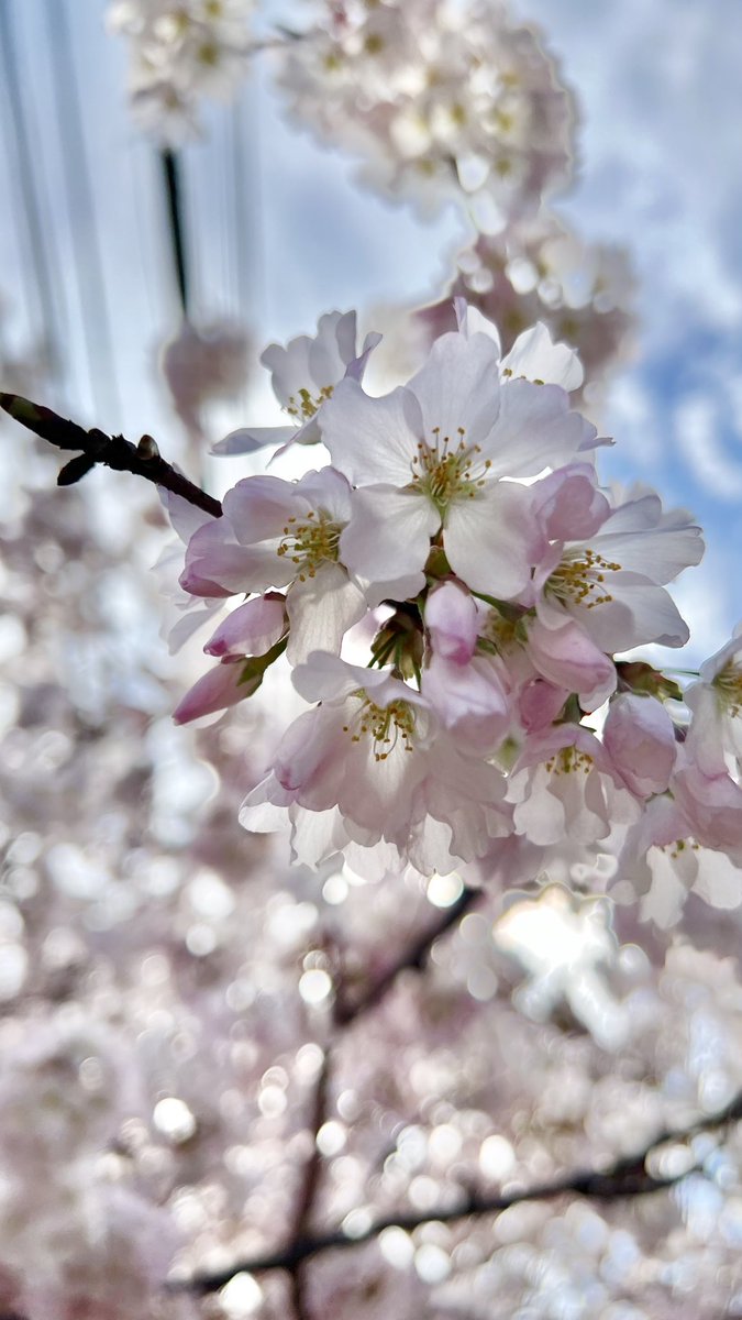 President JestR tweet media