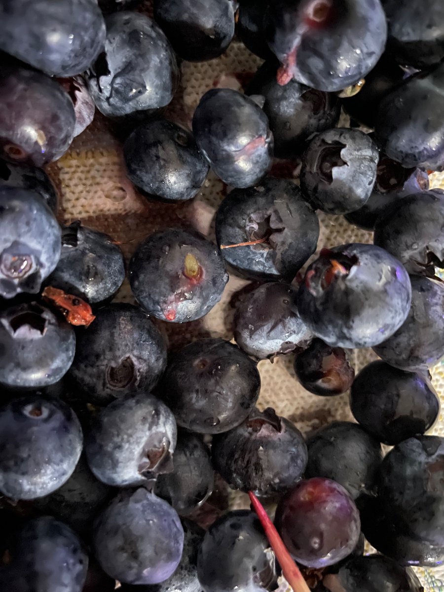 marz of shedtwt backup-backup tweet media