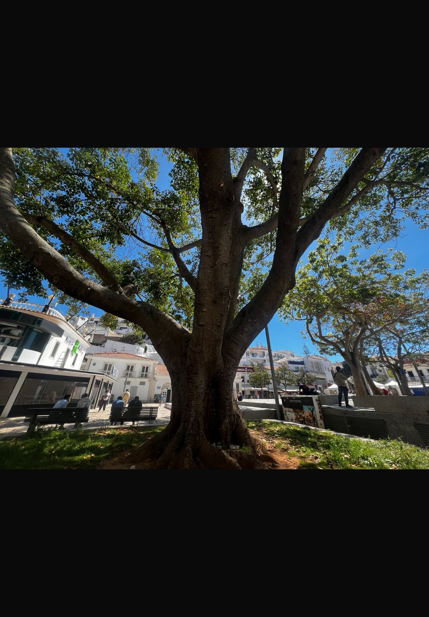 Margaret Currie MBE tweet media