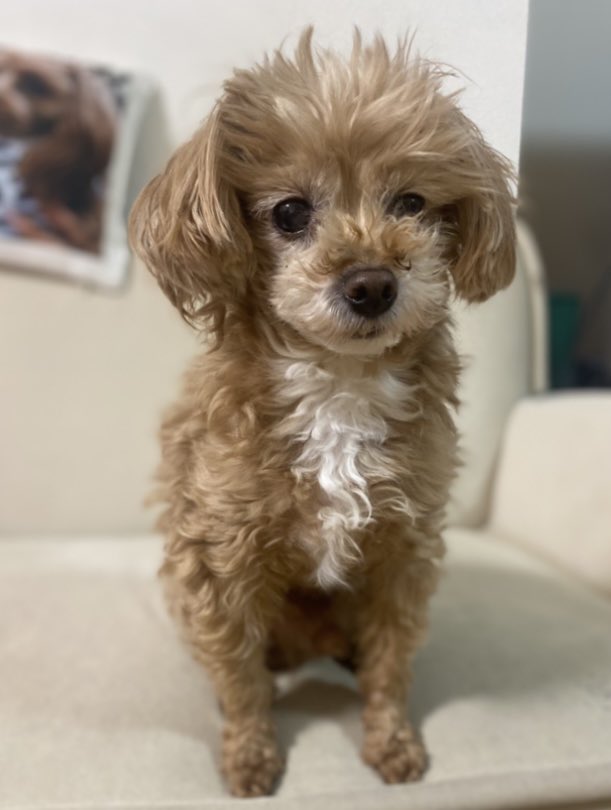 中村福助 tweet media