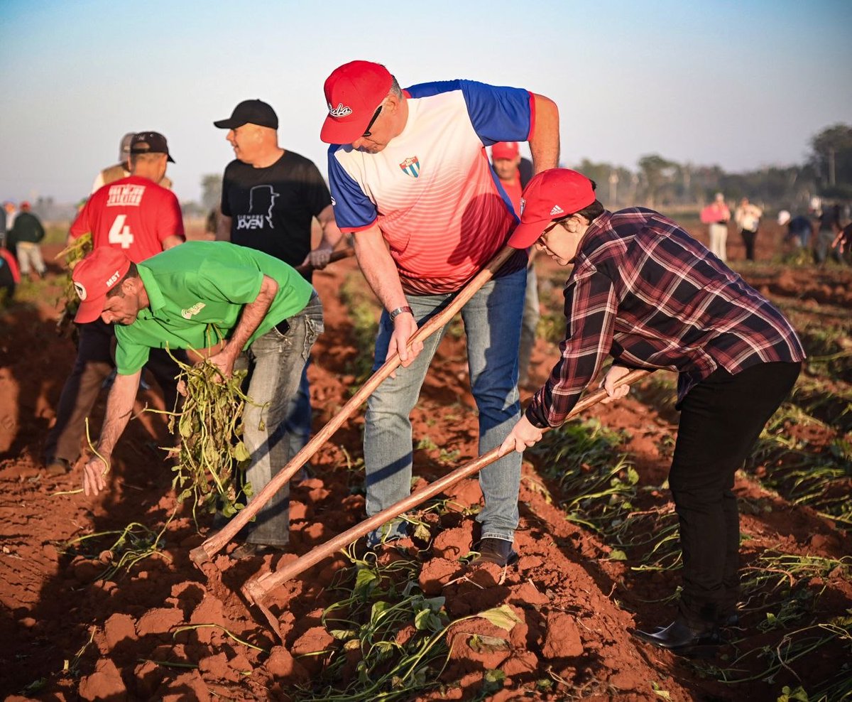 🔴🔵🟢|  Al amanecer de esté domingo, en tierras artemiseñas se realizó una jornada de trabajo voluntario dedicada a la producción de alimentos.
En el surco y bajo el sol,estuvo el Presidente <a href="/DiazCanelB/">Miguel Díaz-Canel Bermúdez</a> con cubanos de diferentes generaciones.
#JuventudCentenaria
#CubaEstáFirme