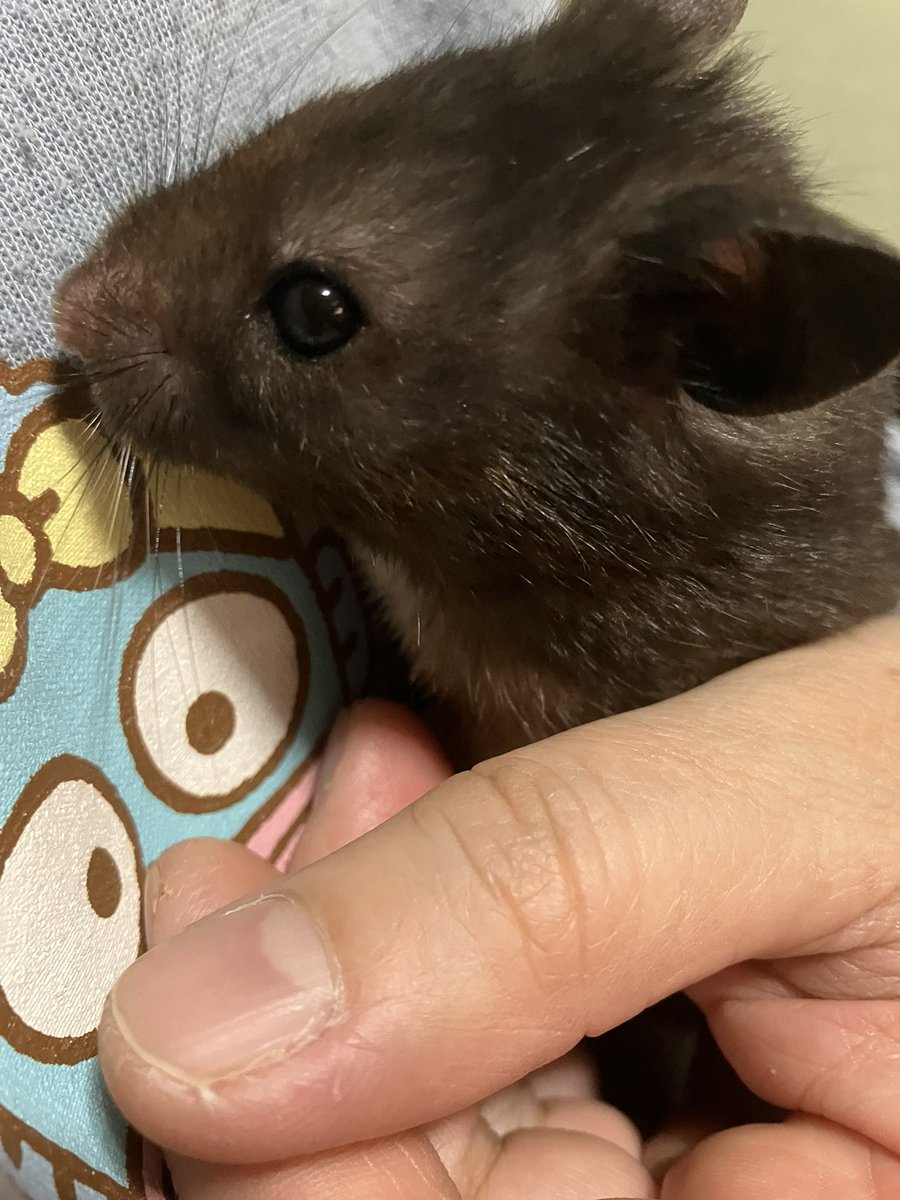 おはゴンゴン🐻