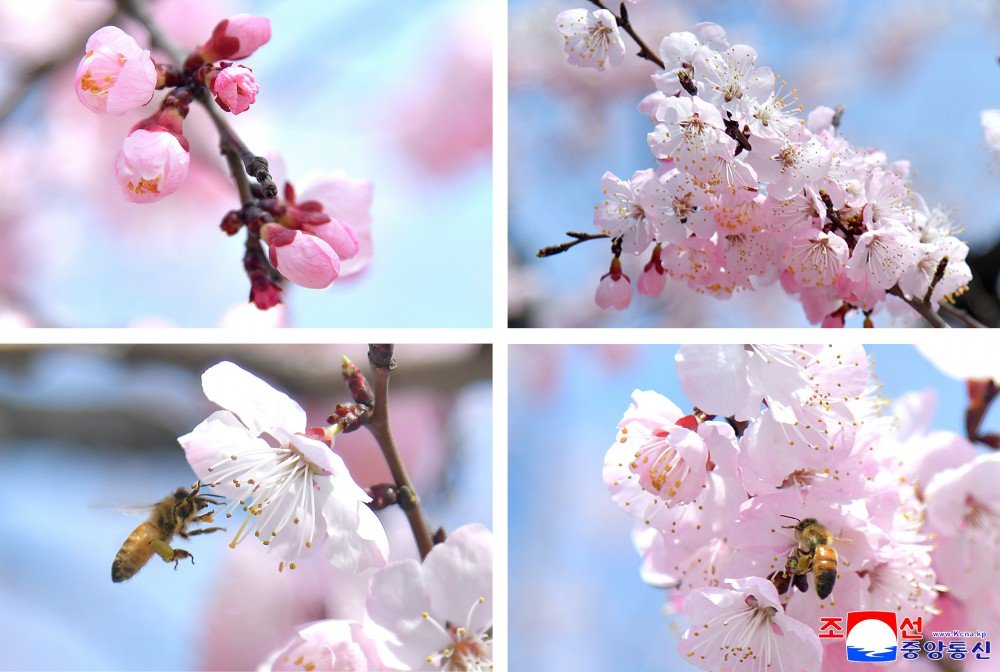 JucheSoverign 🇰🇵 tweet media