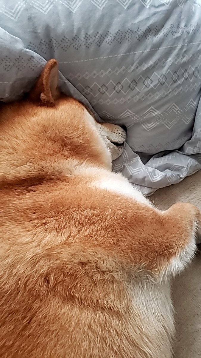 デク_deku@柴犬 tweet media