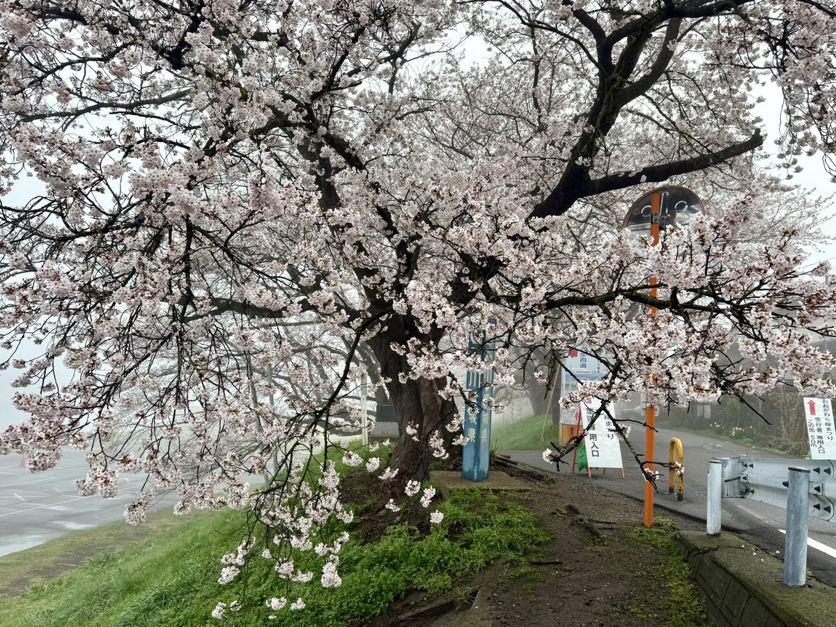 okbk_hirasen's tweet photo. 【一目千本桜開花状況】4/ 6 6:30 曇 11℃ 「7分咲き」 昨日の陽気で標本木は7分咲きとなりました！ 白石川公園全体でも、3-5分咲きとなりました！！ 今日も最高気温が高い予想で、満開は秒読みですネ♪ https://t.co/6Ti3pJ2goY