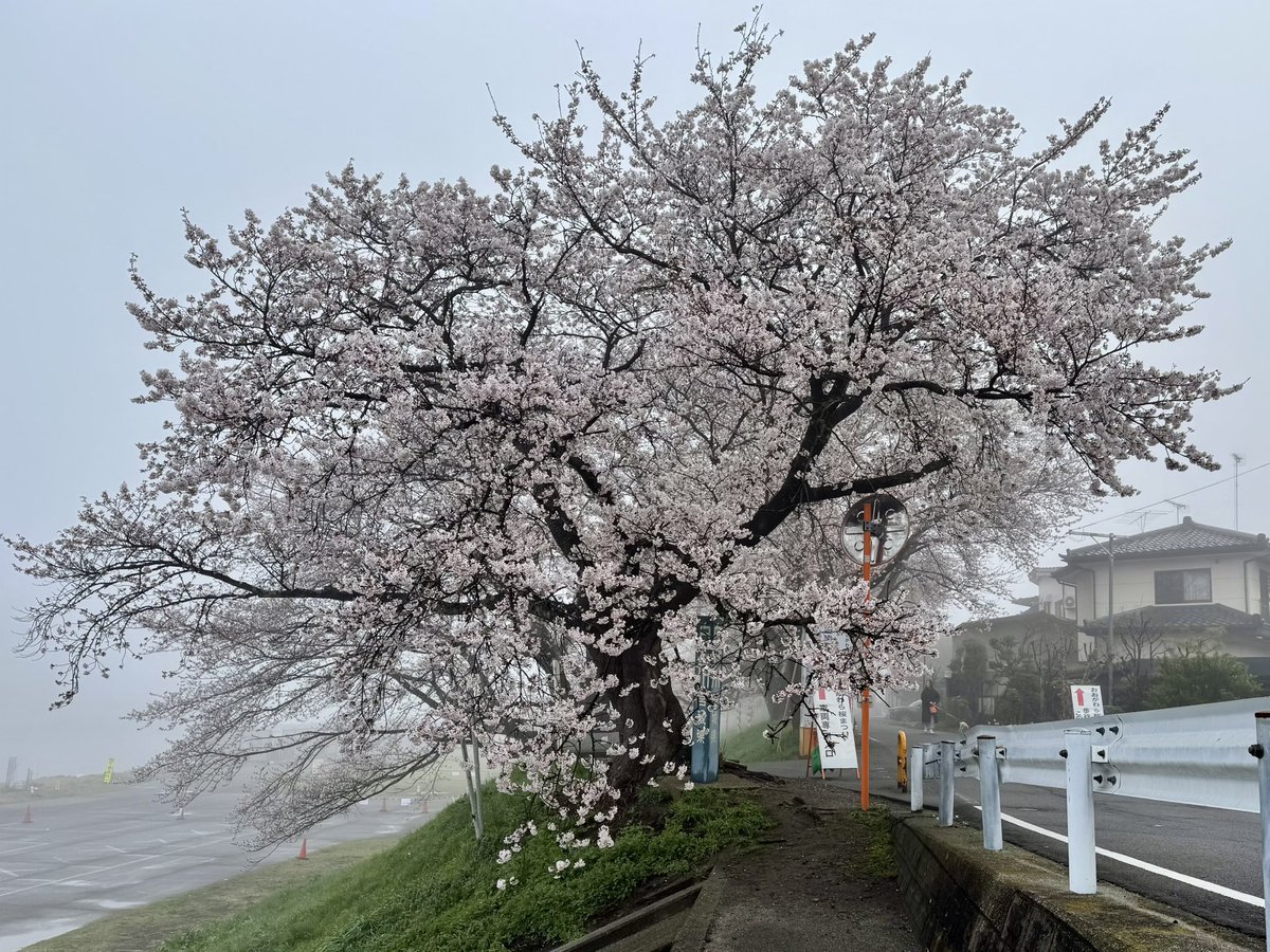 okbk_hirasen's tweet photo. 【一目千本桜開花状況】4/ 6 6:30 曇 11℃ 「7分咲き」 昨日の陽気で標本木は7分咲きとなりました！ 白石川公園全体でも、3-5分咲きとなりました！！ 今日も最高気温が高い予想で、満開は秒読みですネ♪ https://t.co/6Ti3pJ2goY