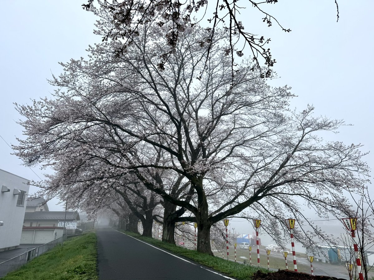 okbk_hirasen's tweet photo. 【一目千本桜開花状況】4/ 6 6:30 曇 11℃ 「7分咲き」 昨日の陽気で標本木は7分咲きとなりました！ 白石川公園全体でも、3-5分咲きとなりました！！ 今日も最高気温が高い予想で、満開は秒読みですネ♪ https://t.co/6Ti3pJ2goY