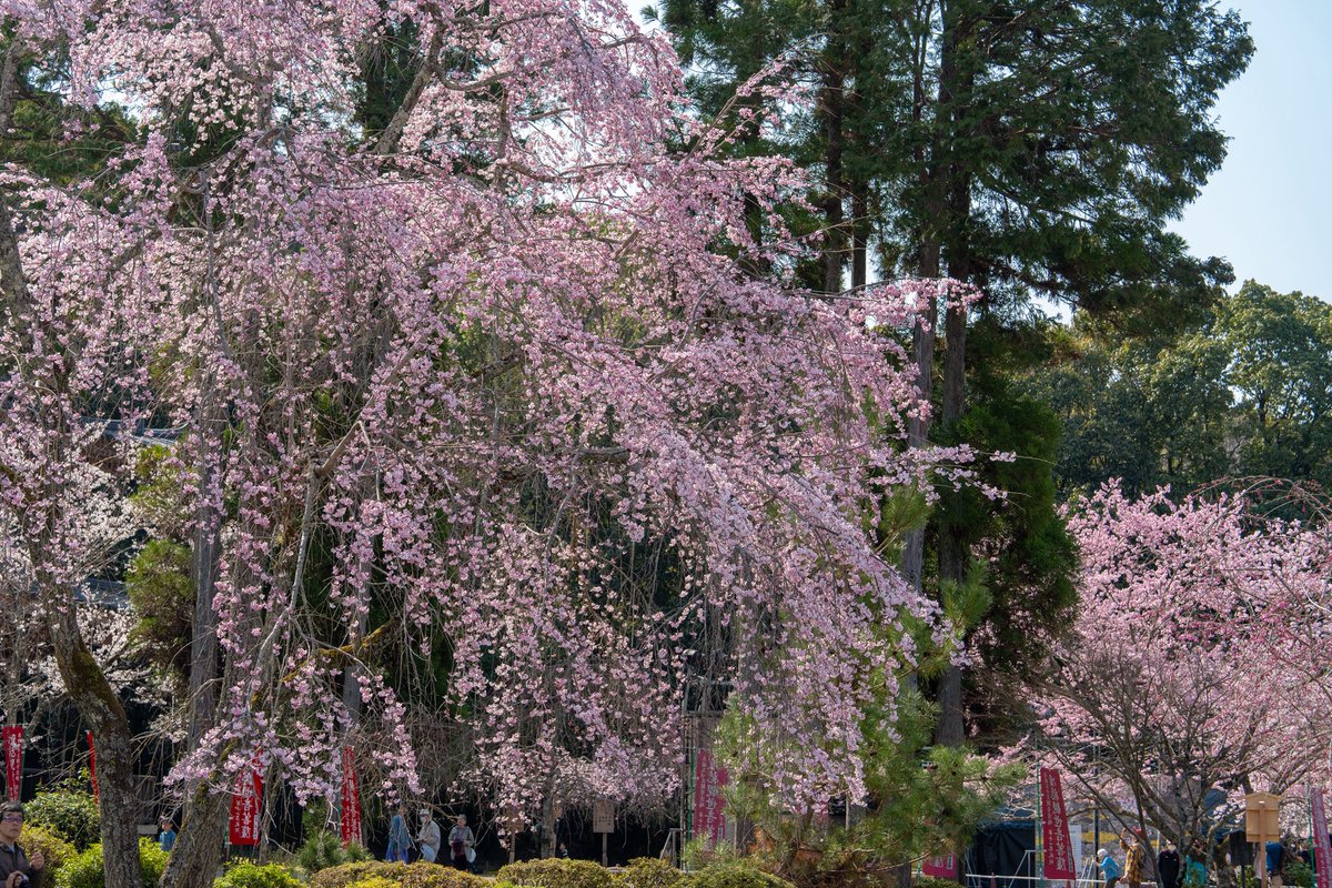 zw5150's tweet photo. 醍醐寺 ③

平安より「花の醍醐」と呼ばれる桜の名所で今でも700本もの桜が境内に咲き誇ります🌸

あと少し写真あるので、ポスト📮

素敵な一日をお過ごしください😊
2026.3.28
#京都 https://t.co/ASbkznN8Cq