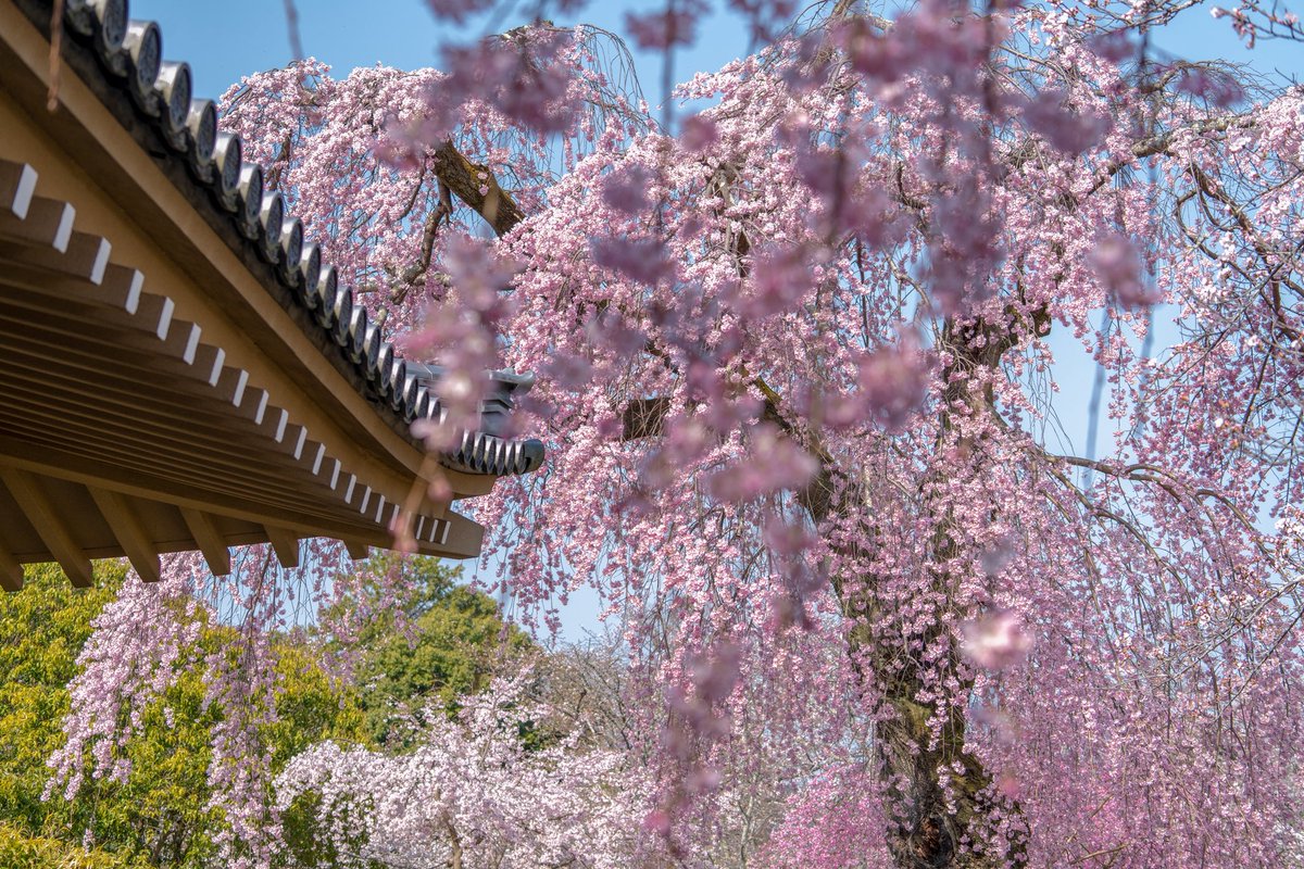 zw5150's tweet photo. 醍醐寺 ③

平安より「花の醍醐」と呼ばれる桜の名所で今でも700本もの桜が境内に咲き誇ります🌸

あと少し写真あるので、ポスト📮

素敵な一日をお過ごしください😊
2026.3.28
#京都 https://t.co/ASbkznN8Cq