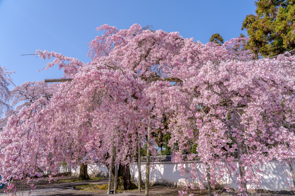 zw5150's tweet photo. 醍醐寺 ③

平安より「花の醍醐」と呼ばれる桜の名所で今でも700本もの桜が境内に咲き誇ります🌸

あと少し写真あるので、ポスト📮

素敵な一日をお過ごしください😊
2026.3.28
#京都 https://t.co/ASbkznN8Cq