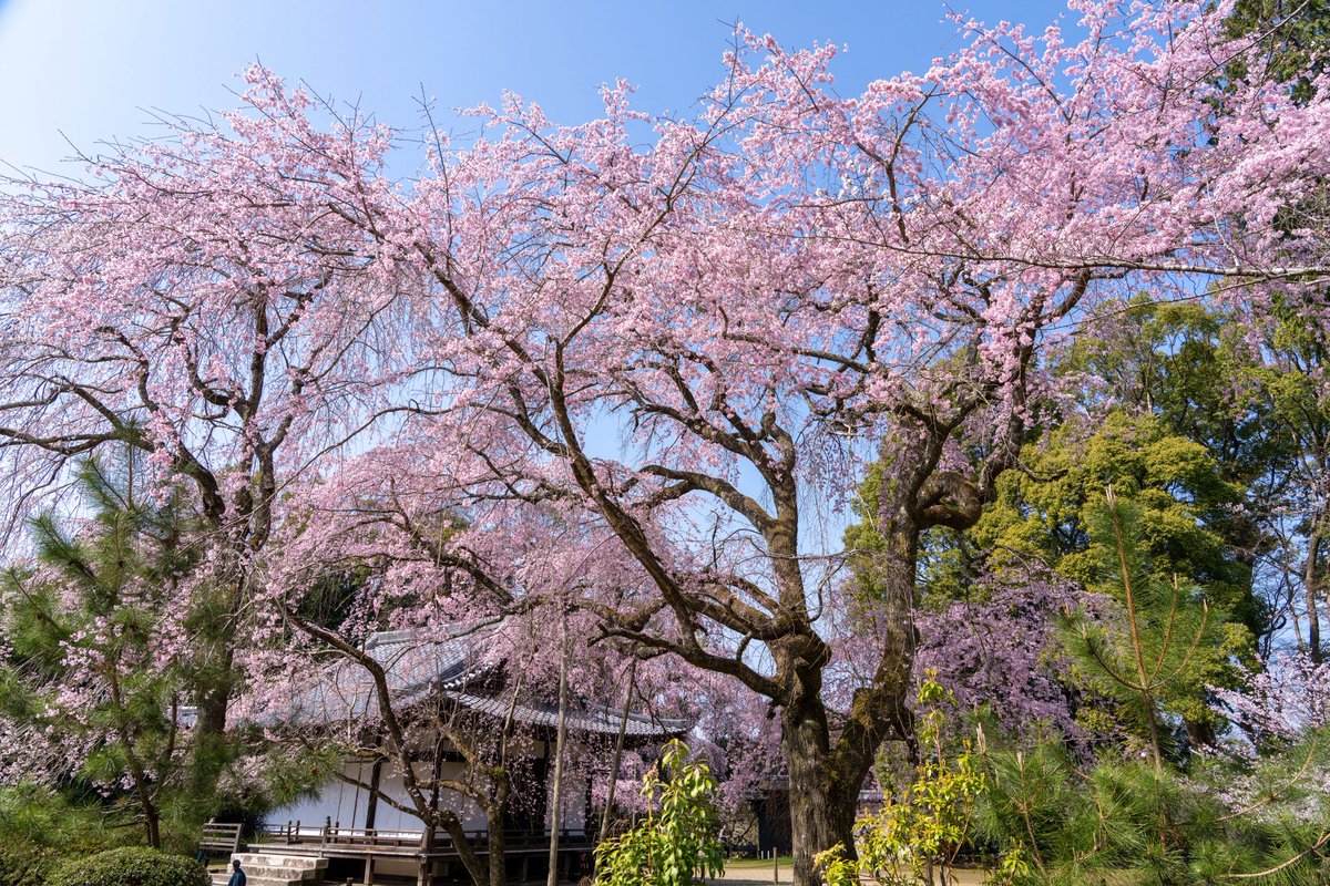 zw5150's tweet photo. 醍醐寺 ③

平安より「花の醍醐」と呼ばれる桜の名所で今でも700本もの桜が境内に咲き誇ります🌸

あと少し写真あるので、ポスト📮

素敵な一日をお過ごしください😊
2026.3.28
#京都 https://t.co/ASbkznN8Cq