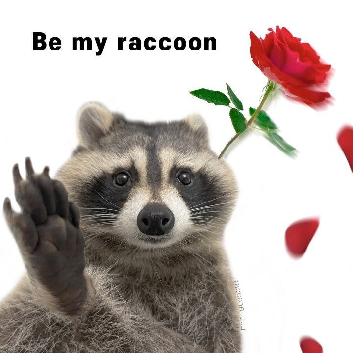 silly raccoons & pandas tweet media