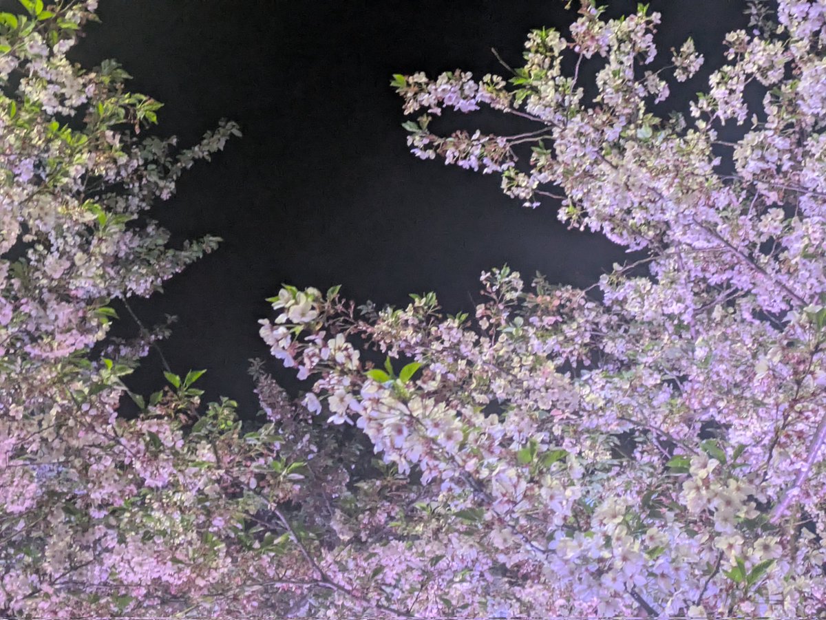 伊澄瑞記/たま tweet media