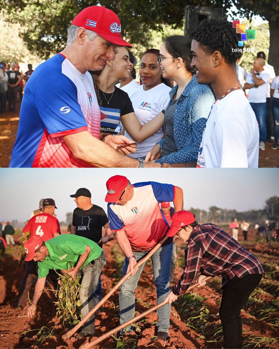 teleSURtv's tweet photo. 📌 El presidente de Cuba, Miguel Díaz-Canel Bermúdez participó en una jornada de trabajo voluntario en Artemisa, enfocada en la producción de alimentos. Junto a diversas generaciones de cubanos y militantes del Partido Comunista, el mandatario impulsó labores agrícolas con el objetivo de alcanzar la soberanía alimentaria. La actividad también incluyó la construcción de parques solares fotovoltaicos y la entrega de carnés de la Unión de Jóvenes Comunistas a jóvenes.