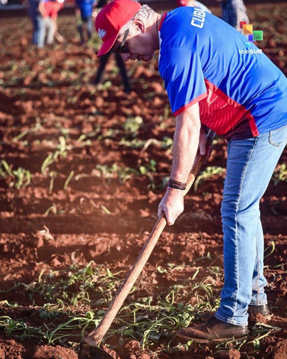 📌 El presidente de Cuba, Miguel Díaz-Canel Bermúdez participó en una jornada de trabajo voluntario en Artemisa, enfocada en la producción de alimentos. Junto a diversas generaciones de cubanos y militantes del Partido Comunista, el mandatario impulsó labores agrícolas con el