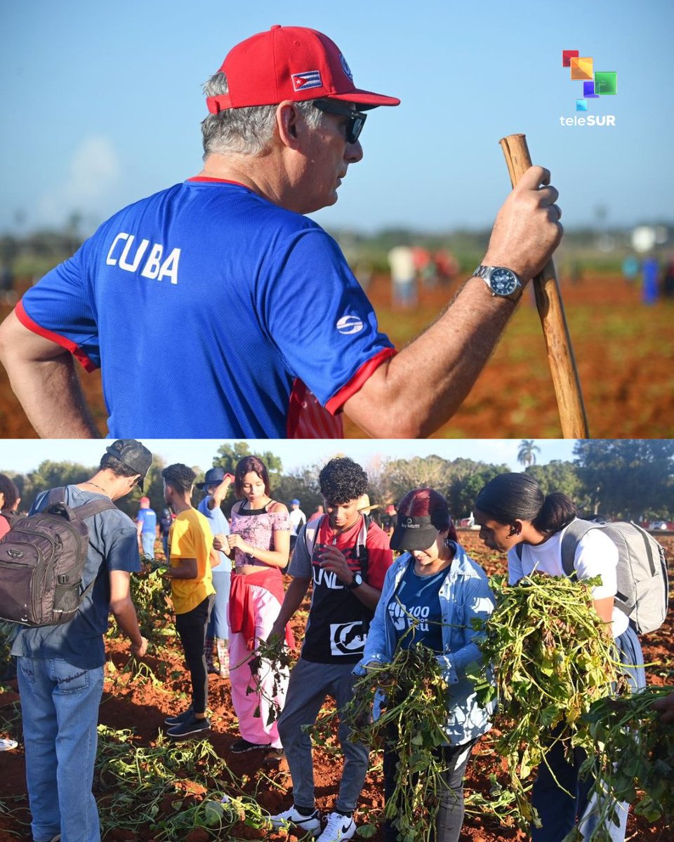 teleSURtv's tweet photo. 📌 El presidente de Cuba, Miguel Díaz-Canel Bermúdez participó en una jornada de trabajo voluntario en Artemisa, enfocada en la producción de alimentos. Junto a diversas generaciones de cubanos y militantes del Partido Comunista, el mandatario impulsó labores agrícolas con el objetivo de alcanzar la soberanía alimentaria. La actividad también incluyó la construcción de parques solares fotovoltaicos y la entrega de carnés de la Unión de Jóvenes Comunistas a jóvenes.