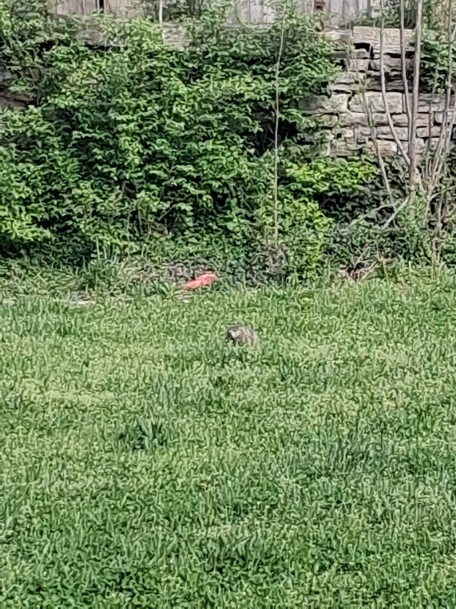 the_metalhippie's tweet image. #spotted on Vine.