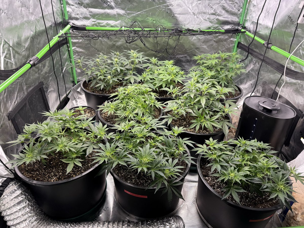 Flower Girl tweet media