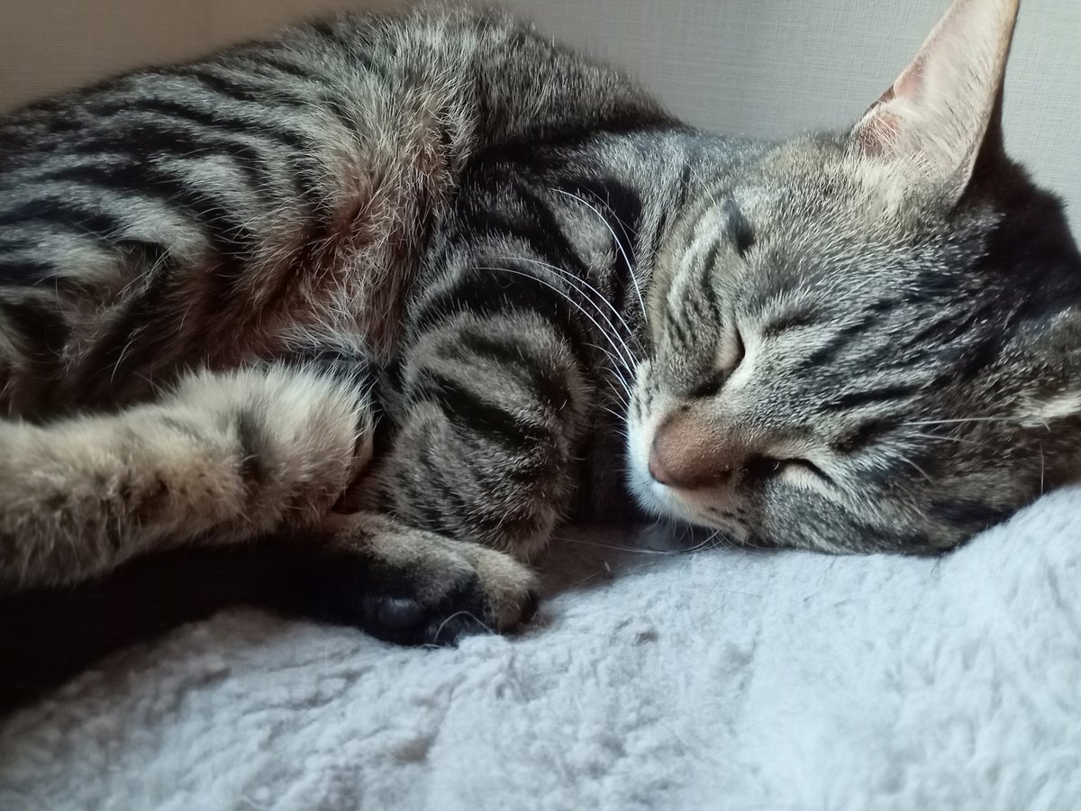 シャディ tweet media