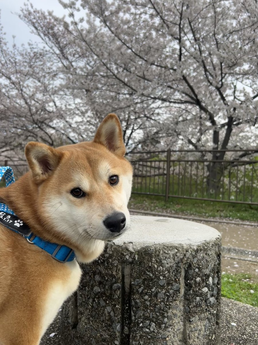 ムチムチむぅちゃん tweet media